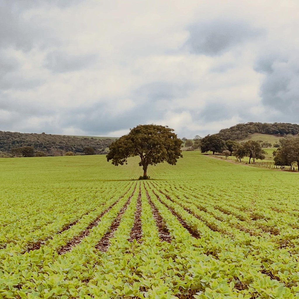 Lavoura com árvore ao centro — paisagem do agronegócio em Guarda-Mor MG