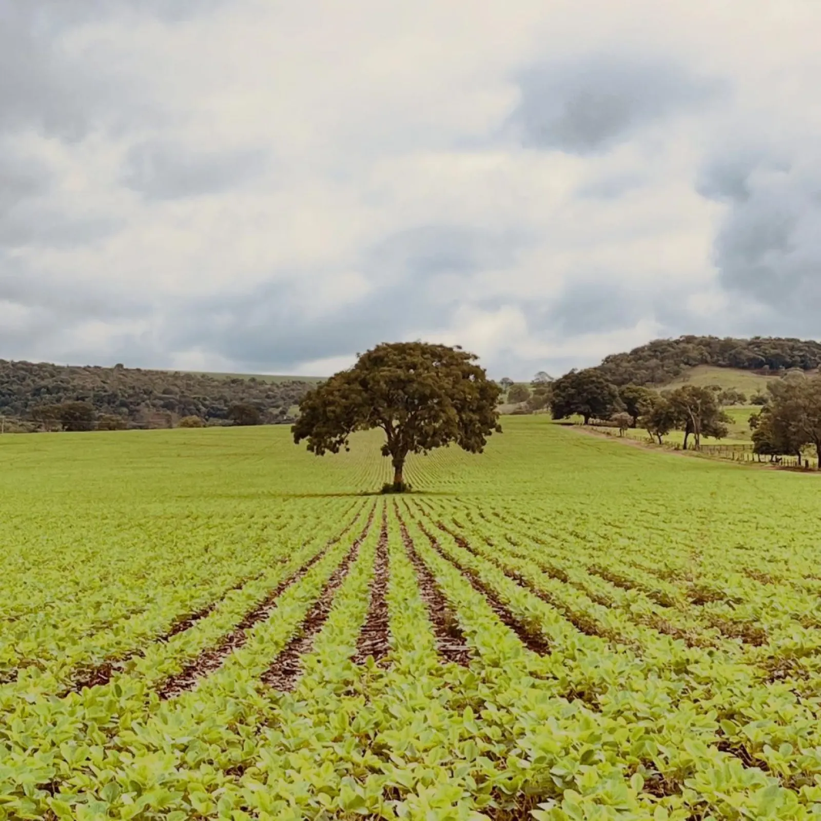 Lavoura e paisagem rural de Guarda-Mor — agronegócio